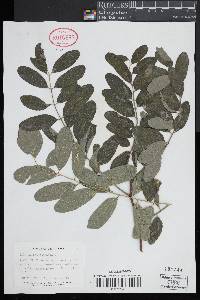 Image of Robinia pseudocacia
