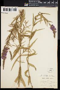 Lythrum salicaria image