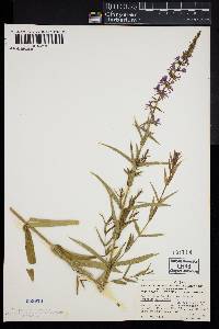 Lythrum salicaria image