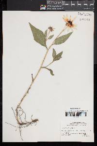 Rudbeckia fulgida image