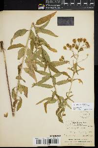 Image of Brickellia eupatorioides