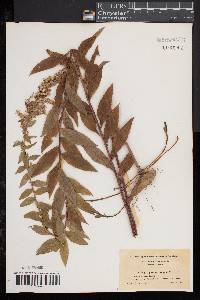 Solidago rugosa image