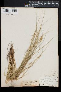 Carex muricata image