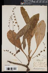Image of Cynoglossum virginianum