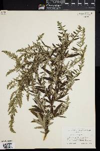 Artemisia vulgaris image