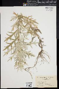 Artemisia vulgaris image