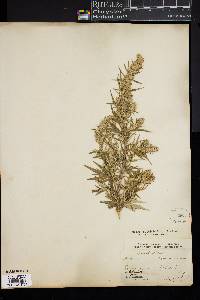 Artemisia vulgaris image