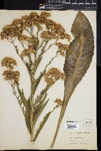 Image of Aster tataricus