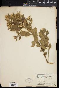 Baccharis halimifolia image