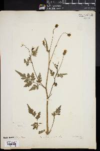 Bidens bipinnata image