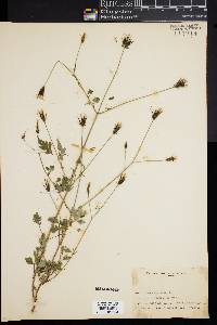 Bidens bipinnata image