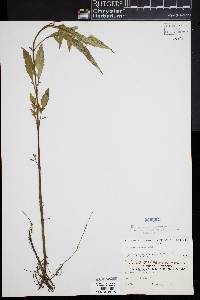 Bidens connata image