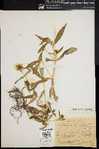 Bidens laevis image