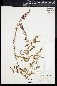 Lythrum salicaria image