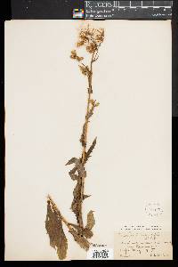 Erechtites hieraciifolia image