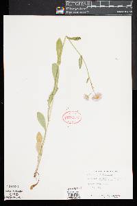 Image of Erigeron philadelphicus