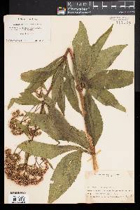 Eupatorium purpureum image