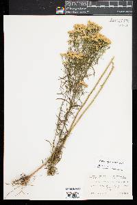 Euthamia graminifolia image