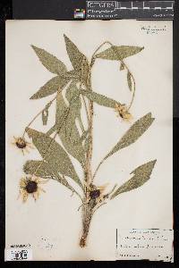 Rudbeckia hirta image