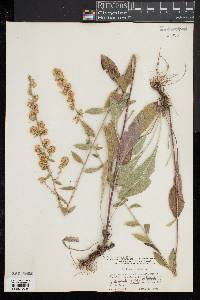 Solidago bicolor image