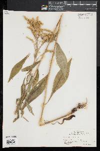 Solidago juncea image