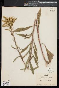 Solidago juncea image