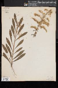 Solidago nemoralis image