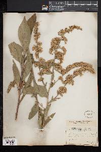 Solidago patula image