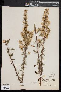 Solidago puberula image