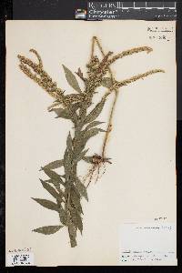 Solidago rugosa image