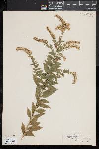 Solidago rugosa image