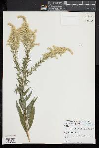 Solidago rugosa image