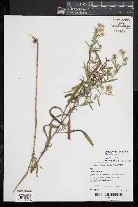 Image of Symphyotrichum praealtum