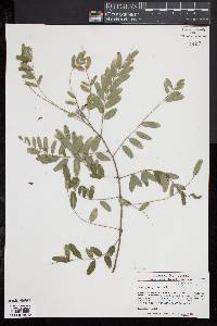 Amorpha fruticosa image