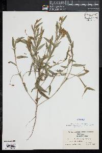 Crotalaria sagittalis image