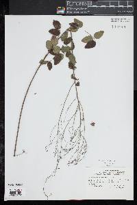 Desmodium ciliare image