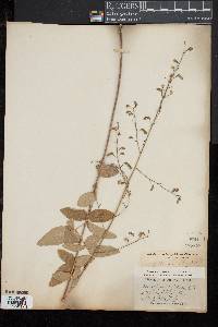 Desmodium obtusum image