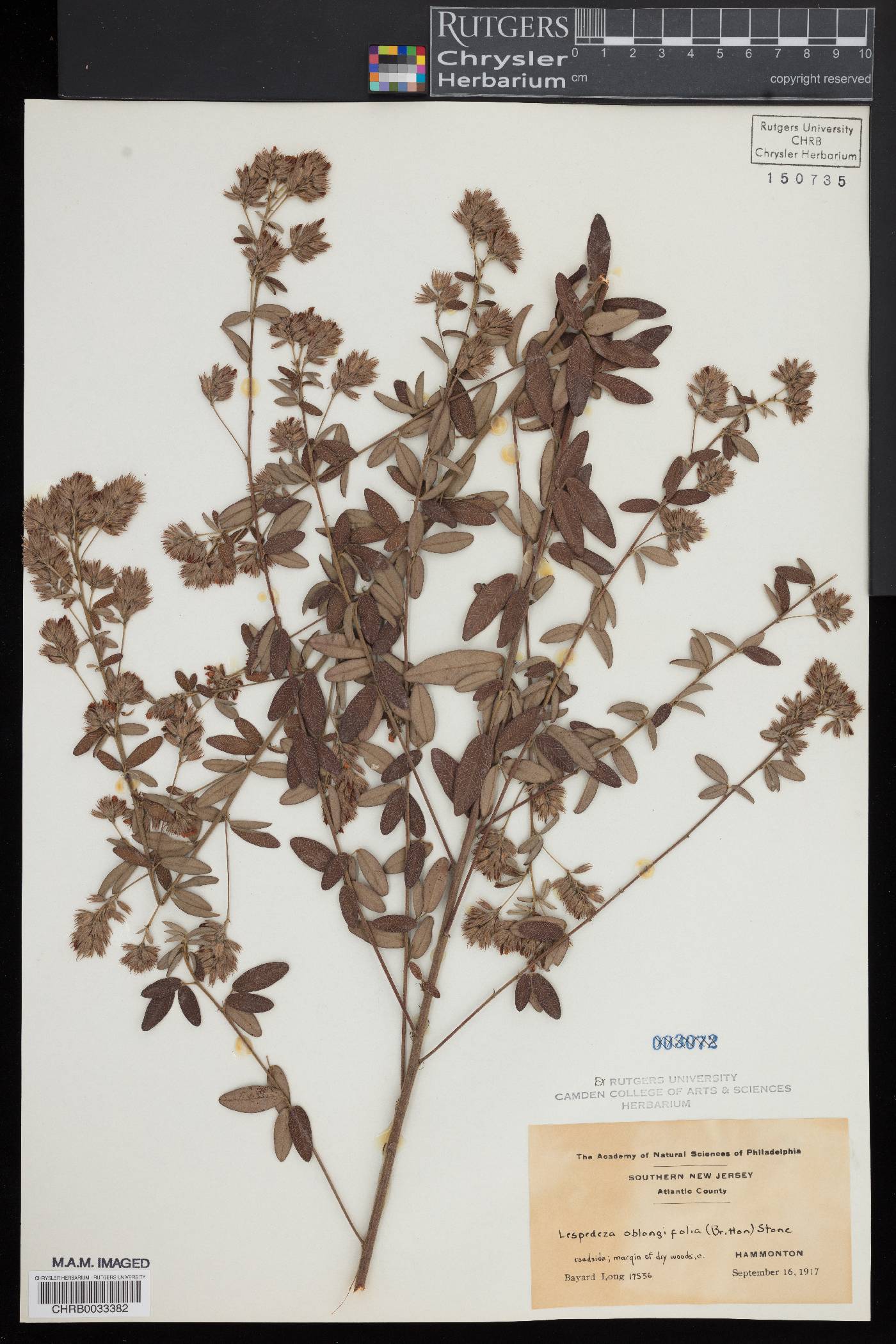Lespedeza oblongifolia image