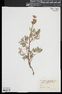 Lupinus perennis image