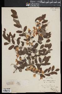 Robinia pseudoacacia image