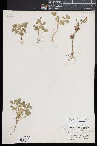 Trifolium aureum image