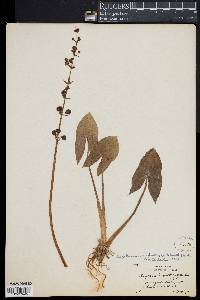 Image of Sagittaria australis