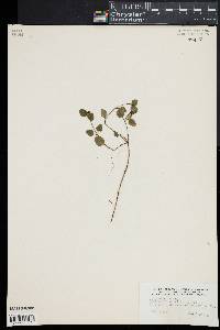 Mitchella repens image