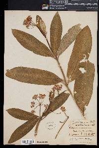 Asclepias purpurascens image