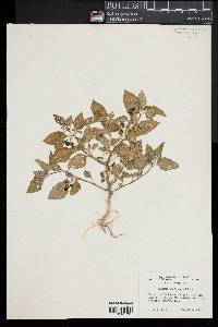 Image of Solanum americanum