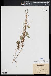 Cuscuta gronovii image