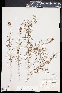 Linaria vulgaris image