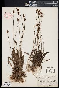 Plantago lanceolata image