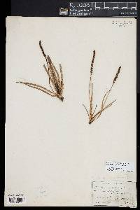 Plantago maritima image