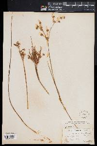 Juncus acuminatus image